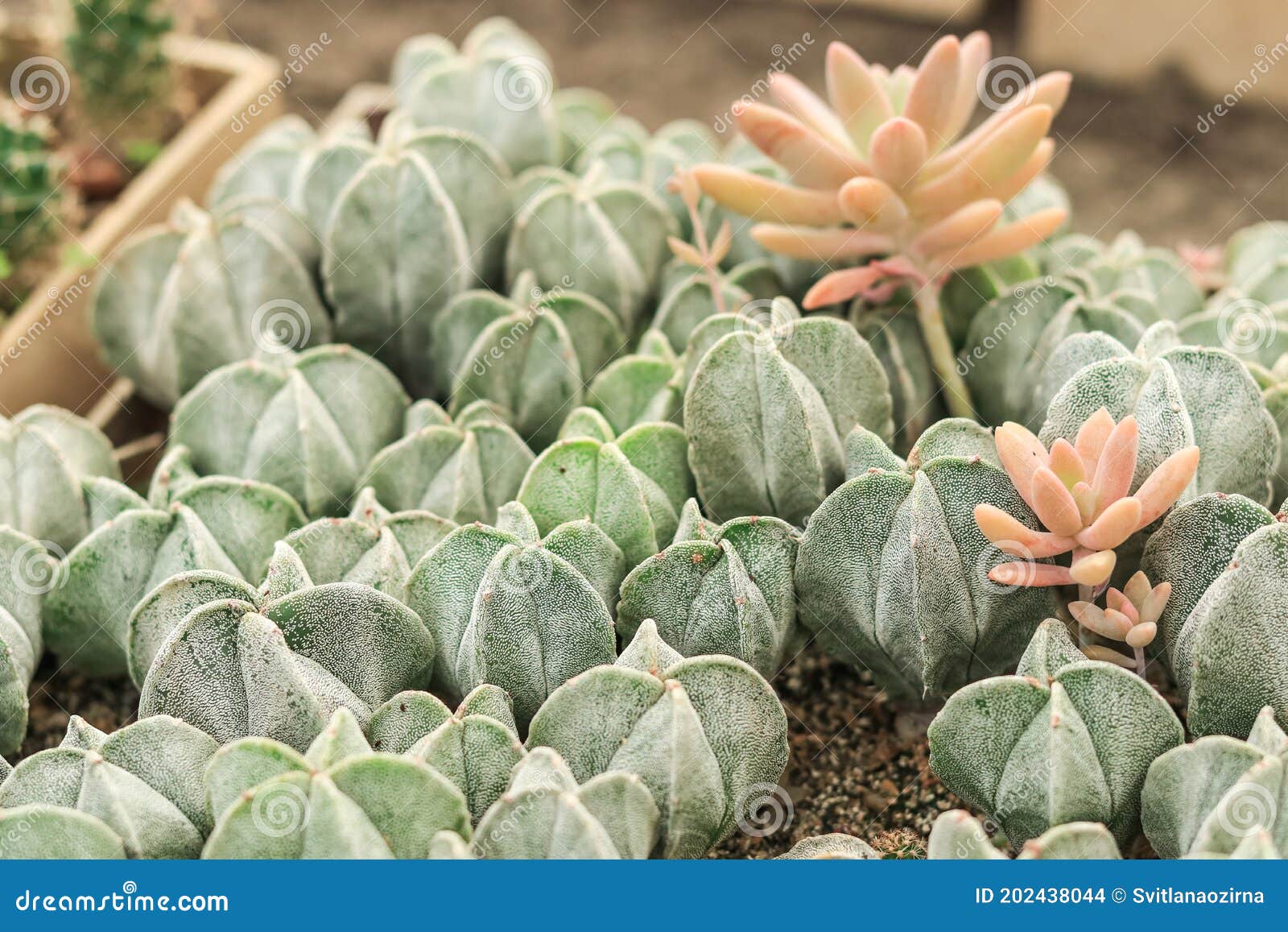 A Lot of Different Cacti in Pots in the Nursery Greenhouse Stock Photo