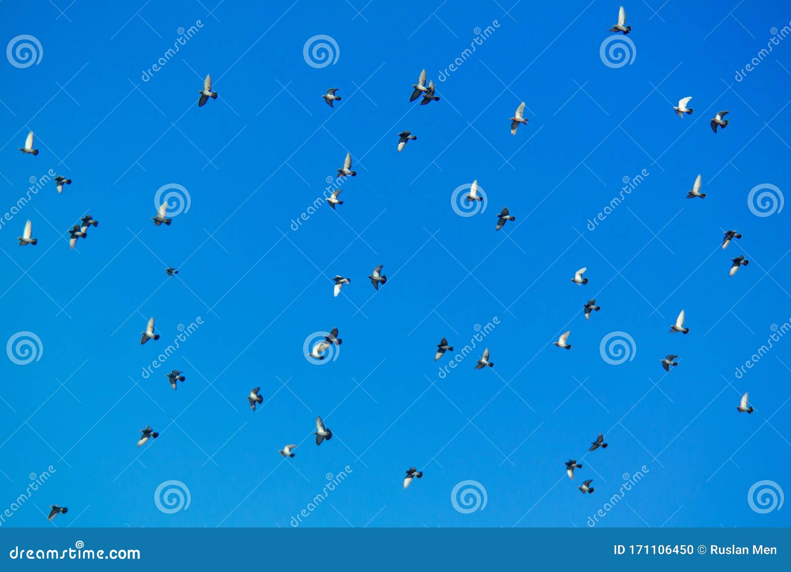 A Lot of Doves Against the Blue Sky Stock Photo Image of birds, background 171106450