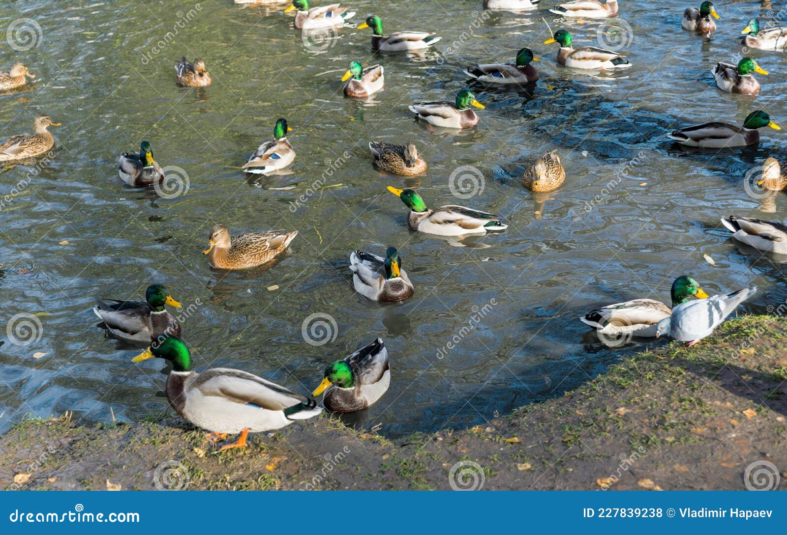 a lot of drakes and ducks swim together in a pond.