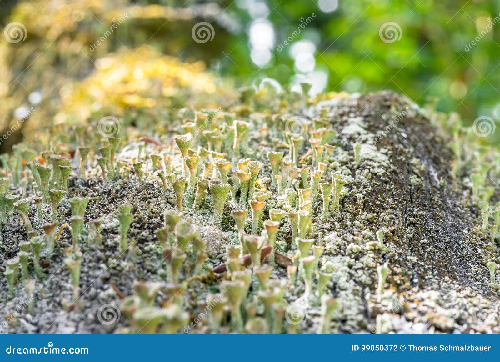 lot of dried funnel d mushrooms at a tree trunk