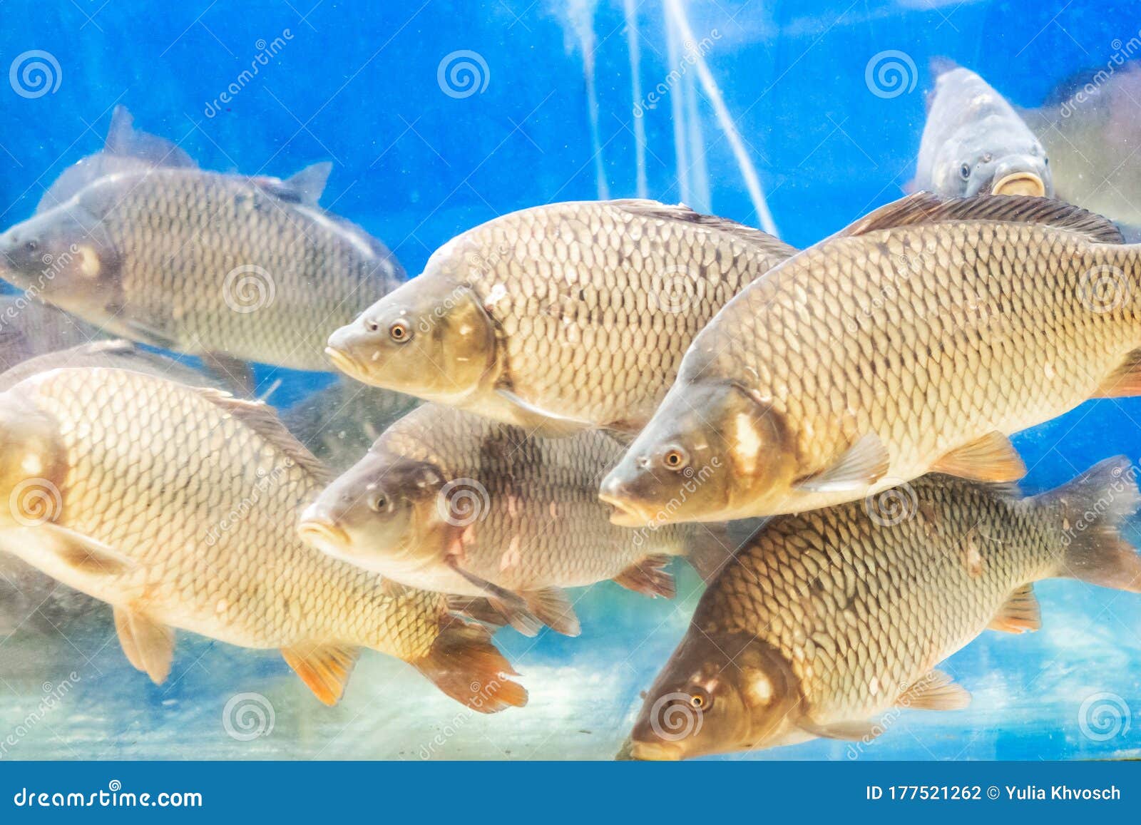 Lot of fish the carp stock photo. Image of sale, underwater 177521262