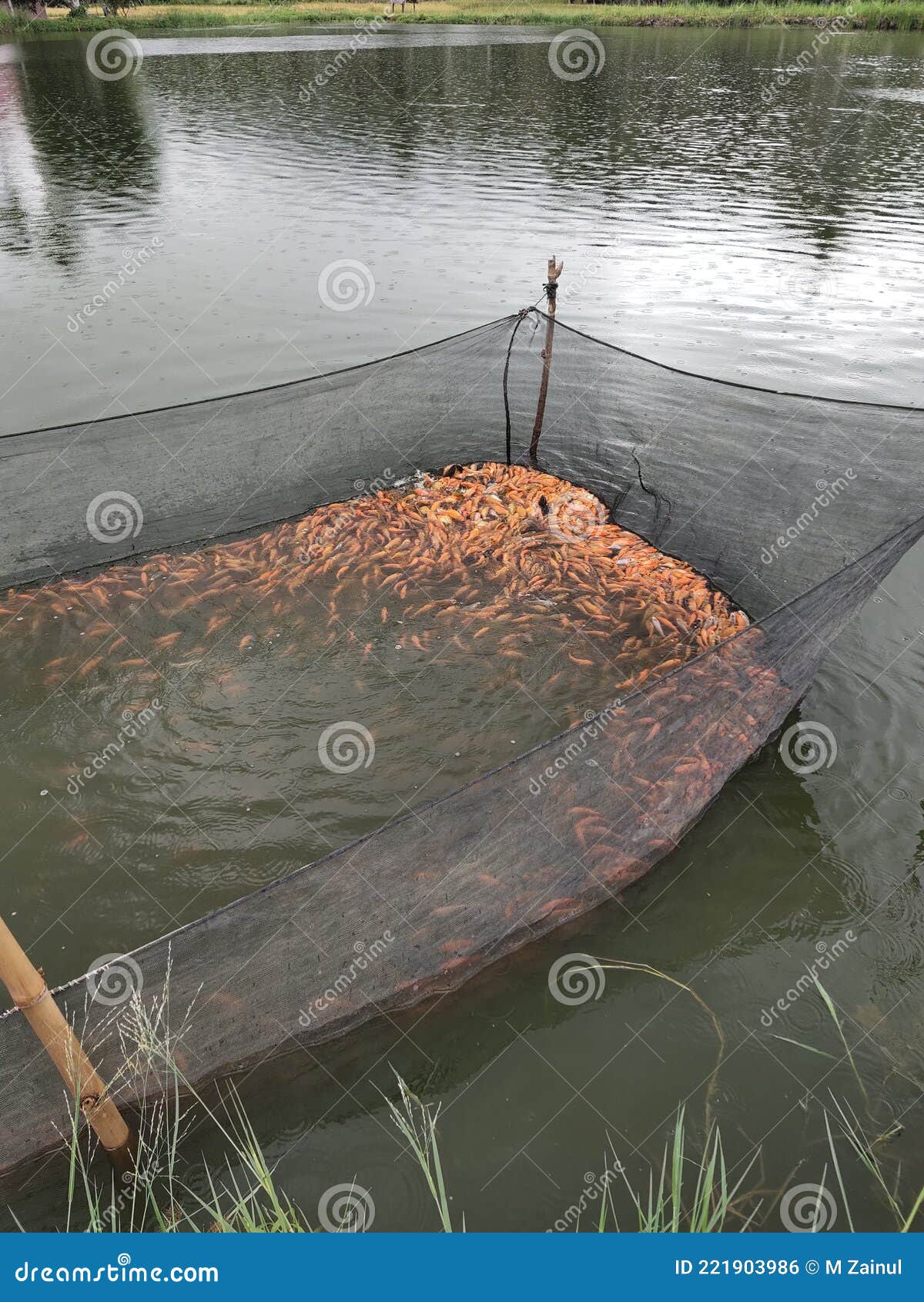 A lot of fish stock photo. Image of regional, pond, market - 221903986