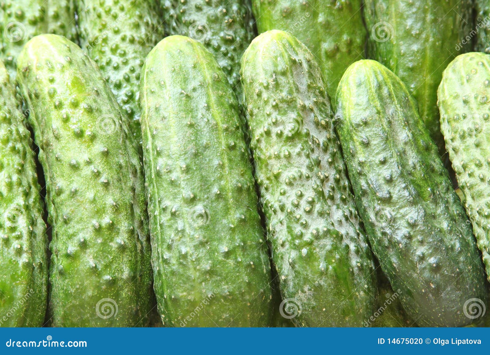 A lot of green cucumbers stock photo. Image of preparation 14675020