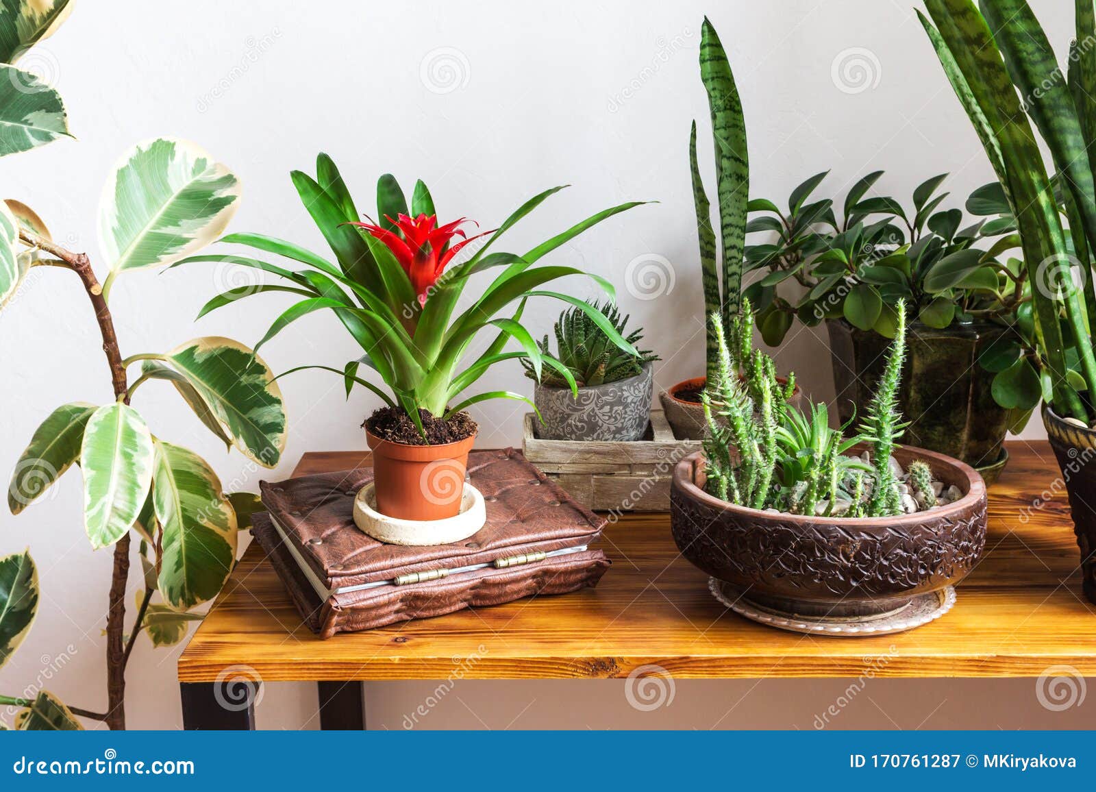 houseplants on wooden desk in stylish interior.