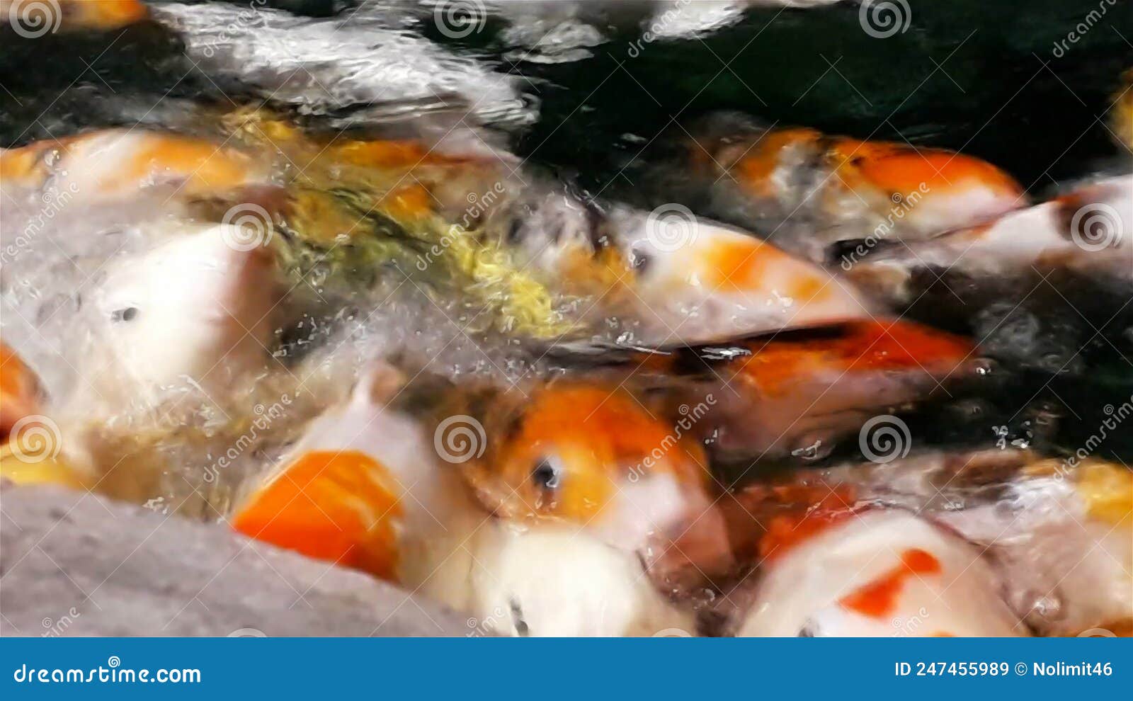 lot of hungry orange fish koi in pond at sunny summer day