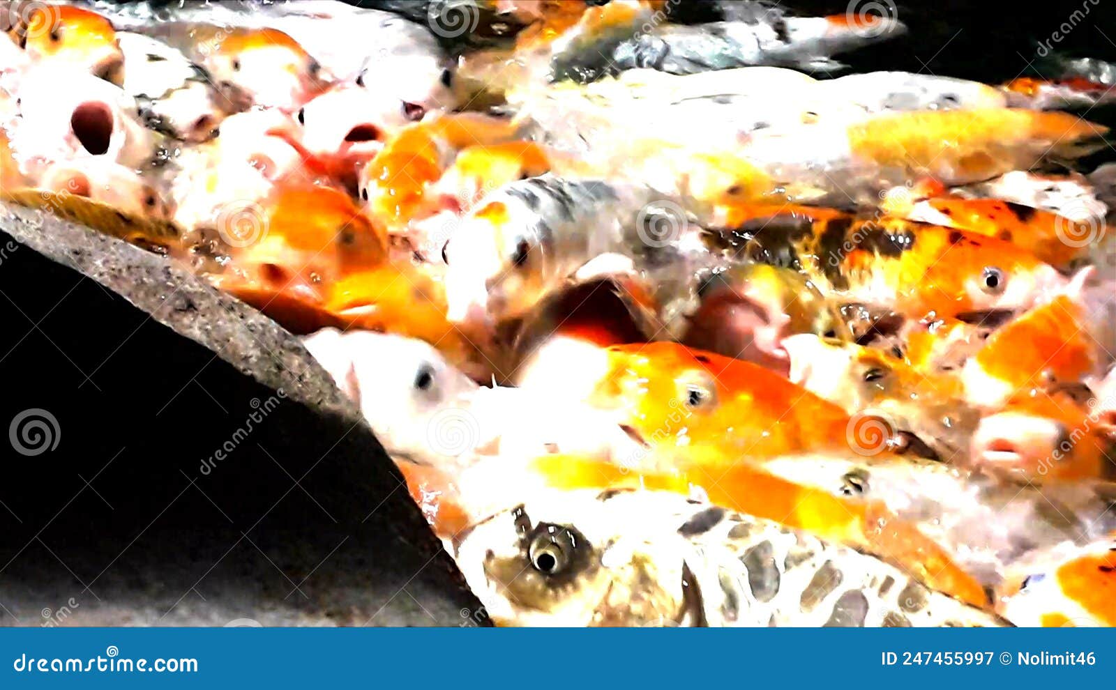 lot of hungry orange fish koi in pond at sunny summer day