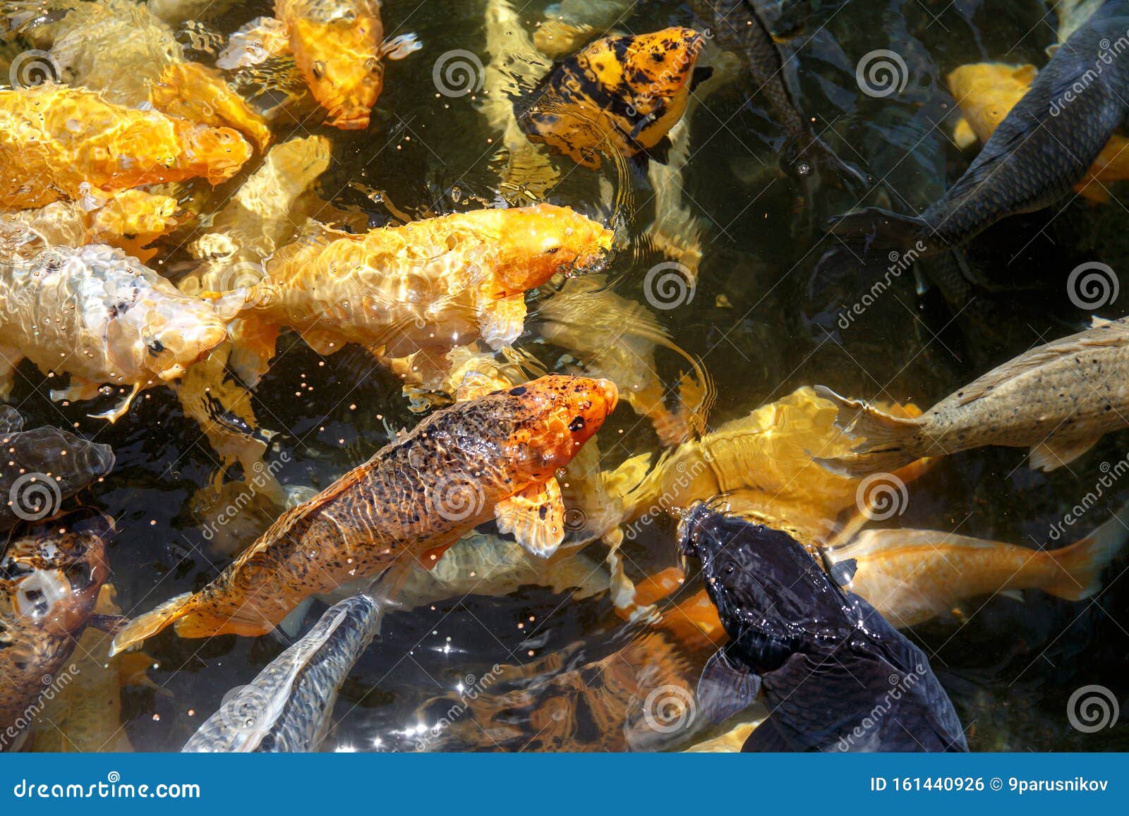 A Lot of Koi Fish Hunt for Food Stock Photo Image of background, japanese 161440926