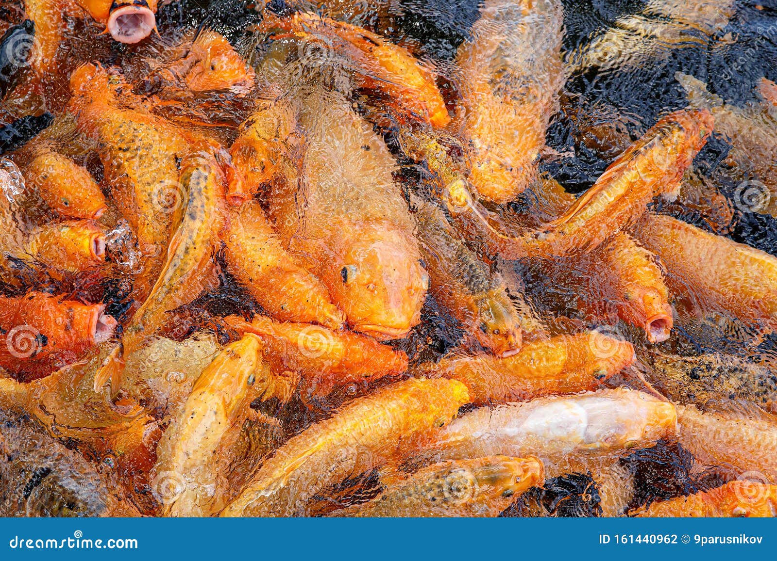 A Lot of Koi Fish Hunt for Food Stock Photo Image of seafood, gold 161440962