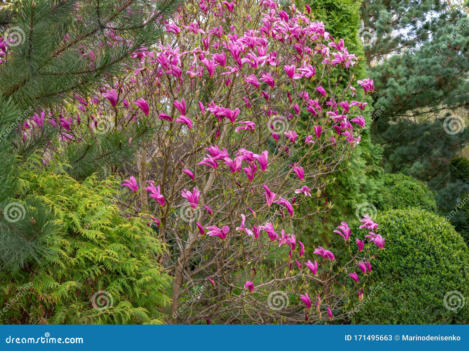 lot of large pink flowers and buds magnolia susan magnolia liliiflora x magnolia stellata in the spring garden