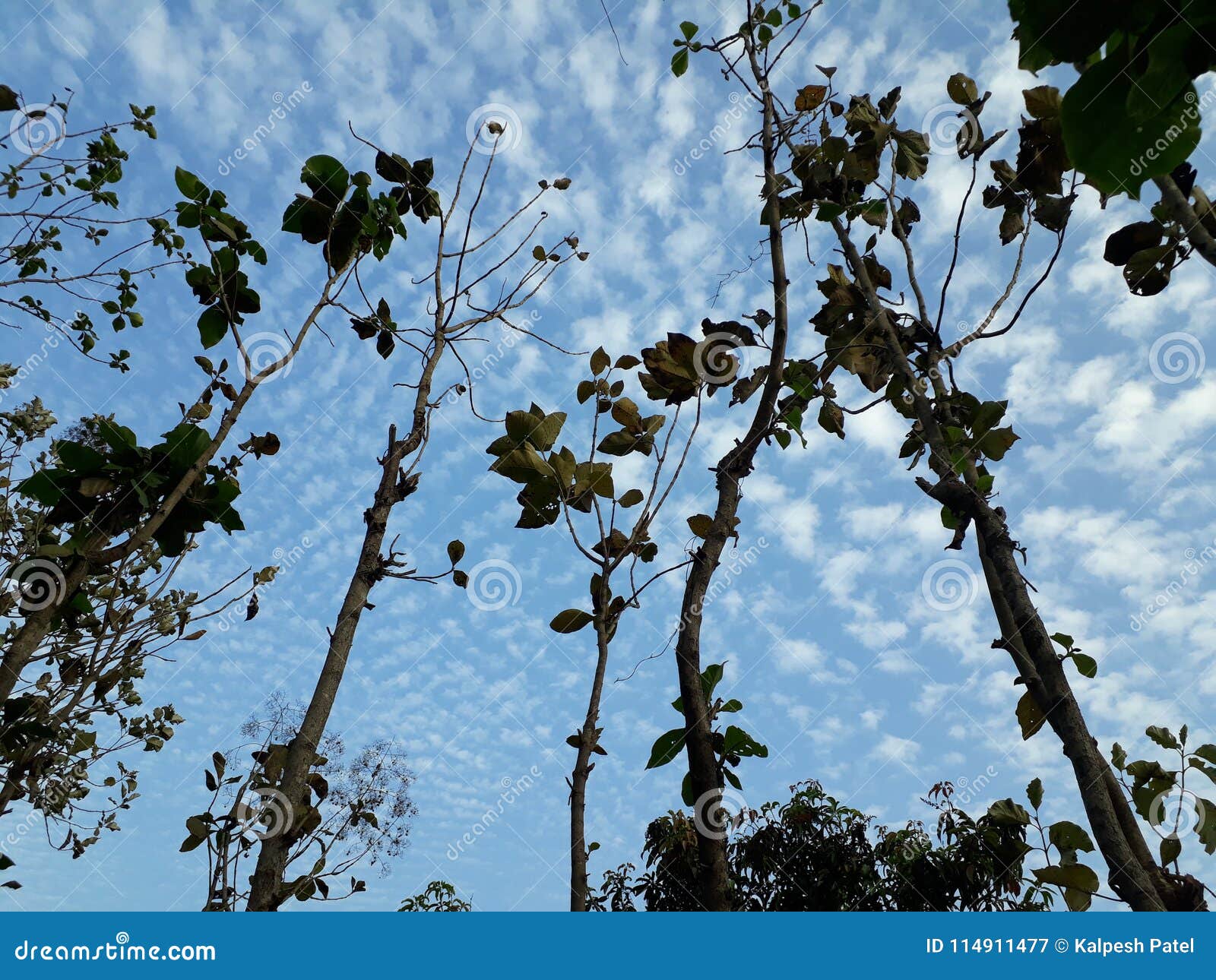 A Lot of Many Dried Trees in the Summer Stock Image Image of beach, flowers 114911477