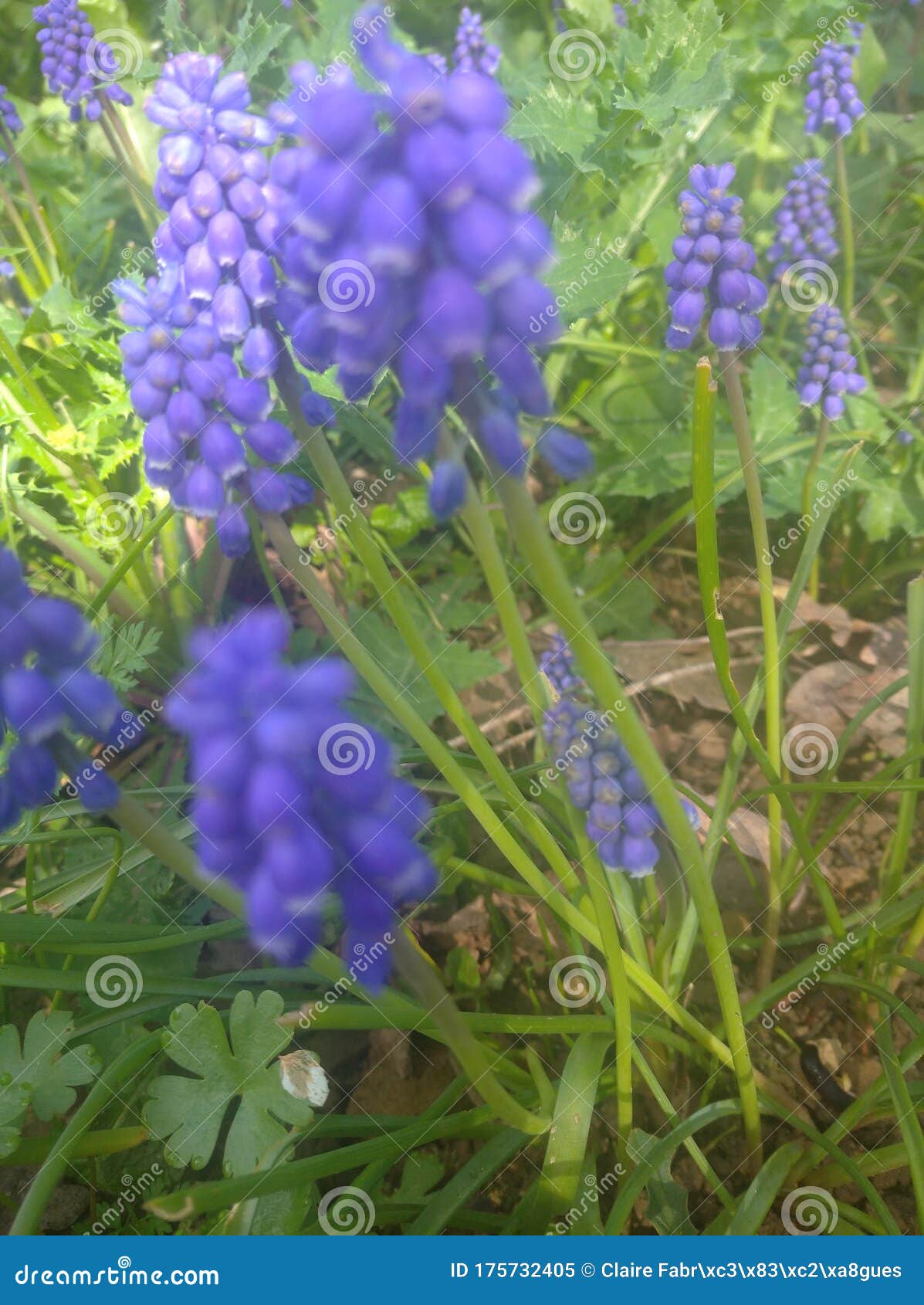 lot of muscari flowers in the garden