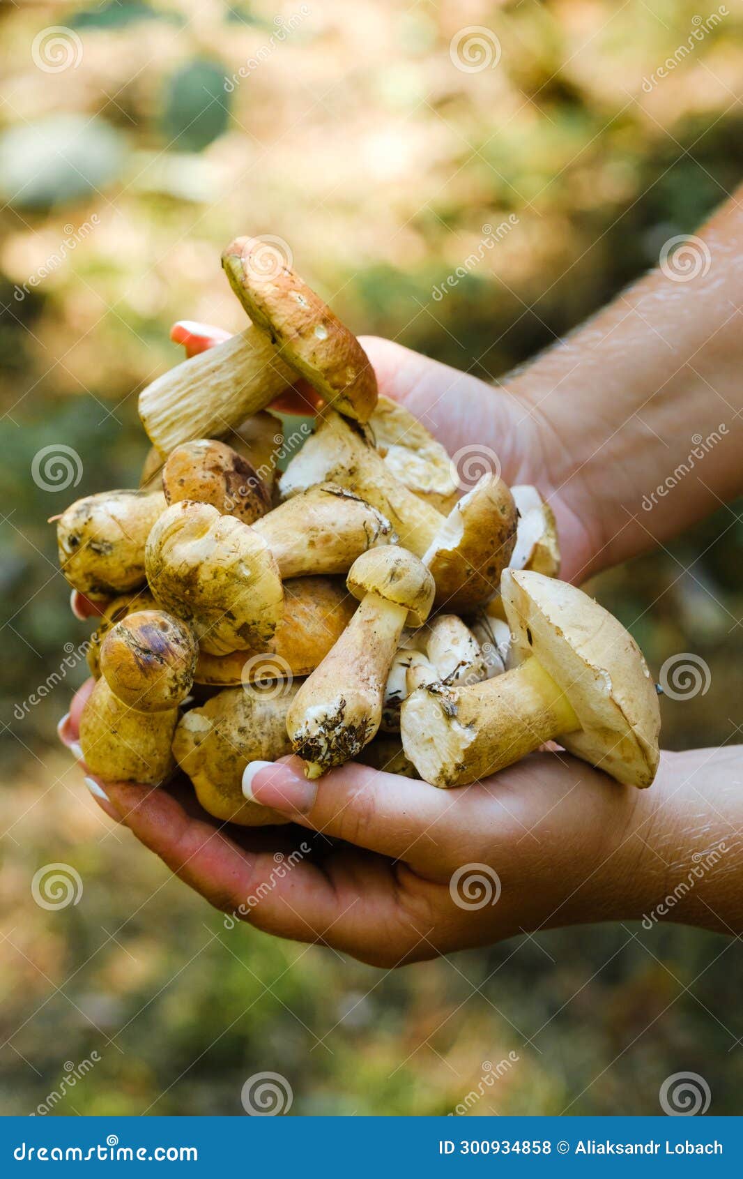 1,000+ Artificial Mushrooms Stock Photos, Pictures & Royalty-Free