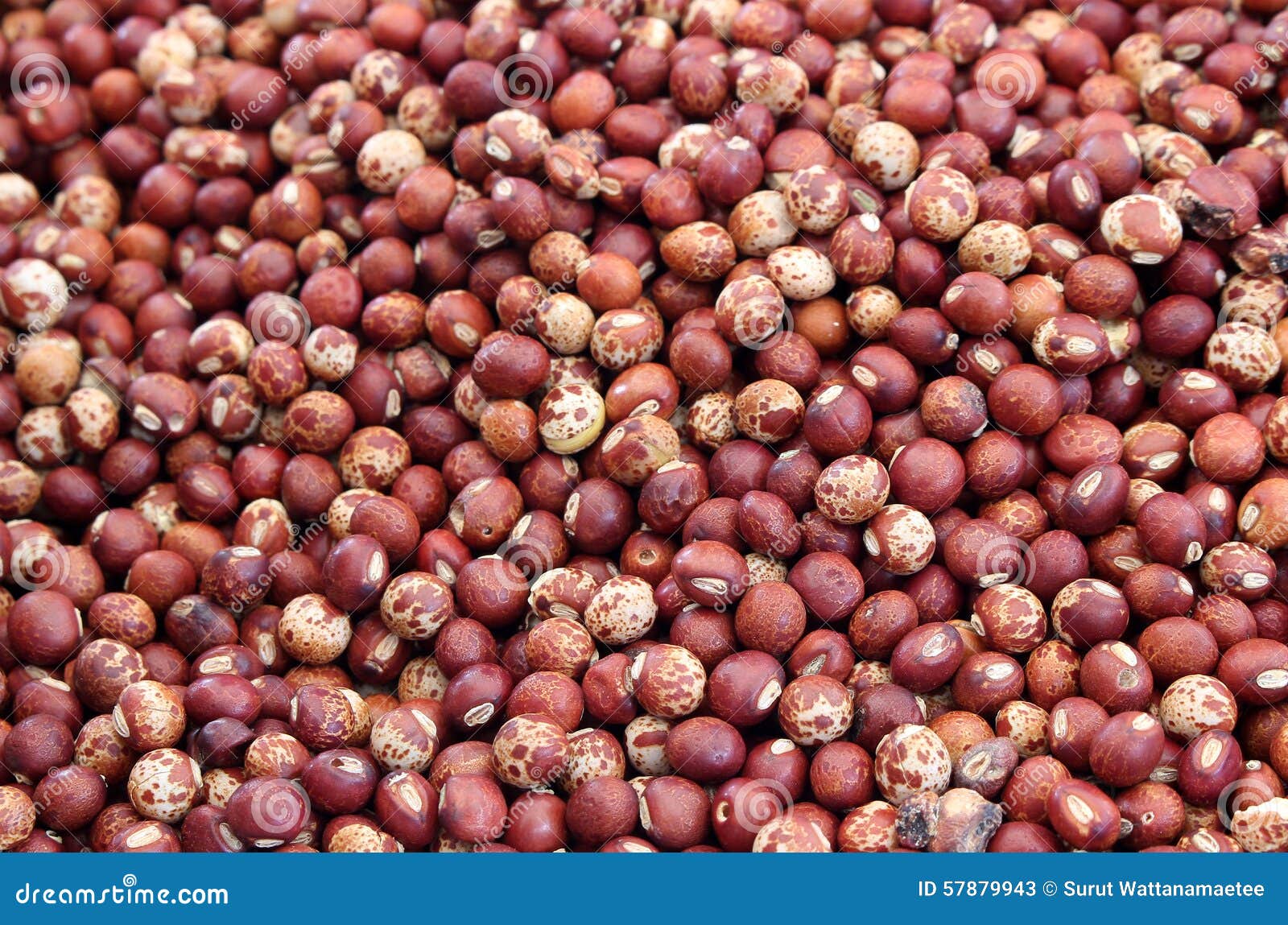 A lot of pigeon pea stock image. Image of veggie, vegetable 57879943