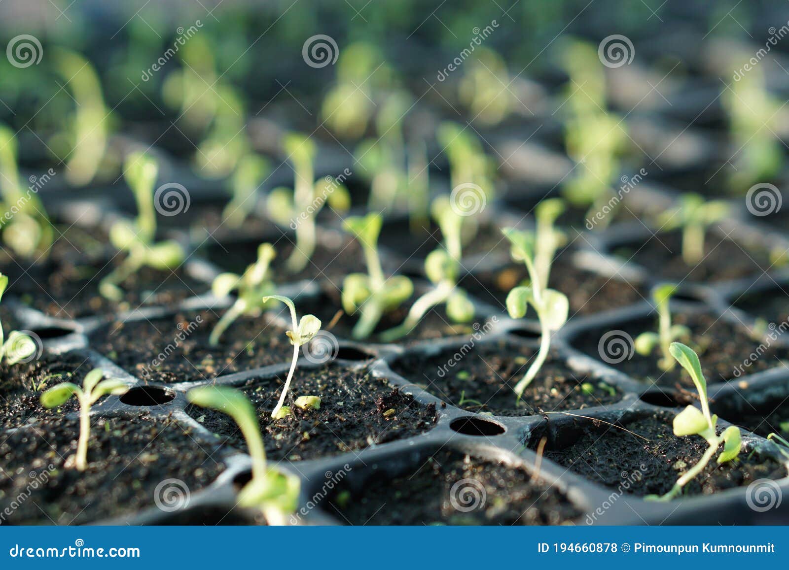 Spinach Plants in a Greenhouse. Stock Photo Image of green, freshness