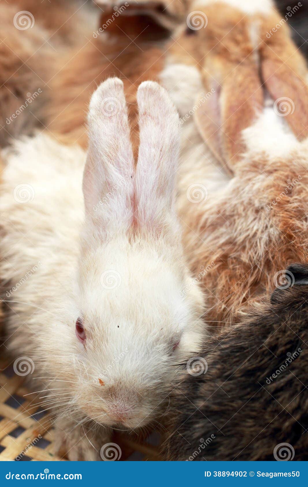 A lot rabbits for sale stock photo. Image of furry, mammal 38894902