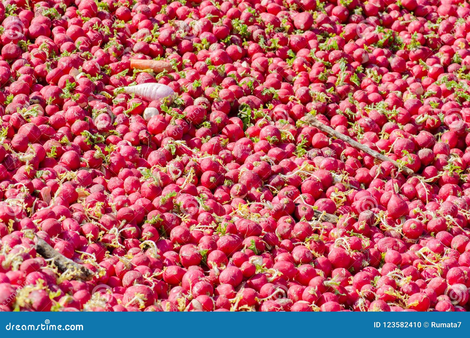 Lot of Radish for Horses Feeding Stock Photo Image of healthy, cattle