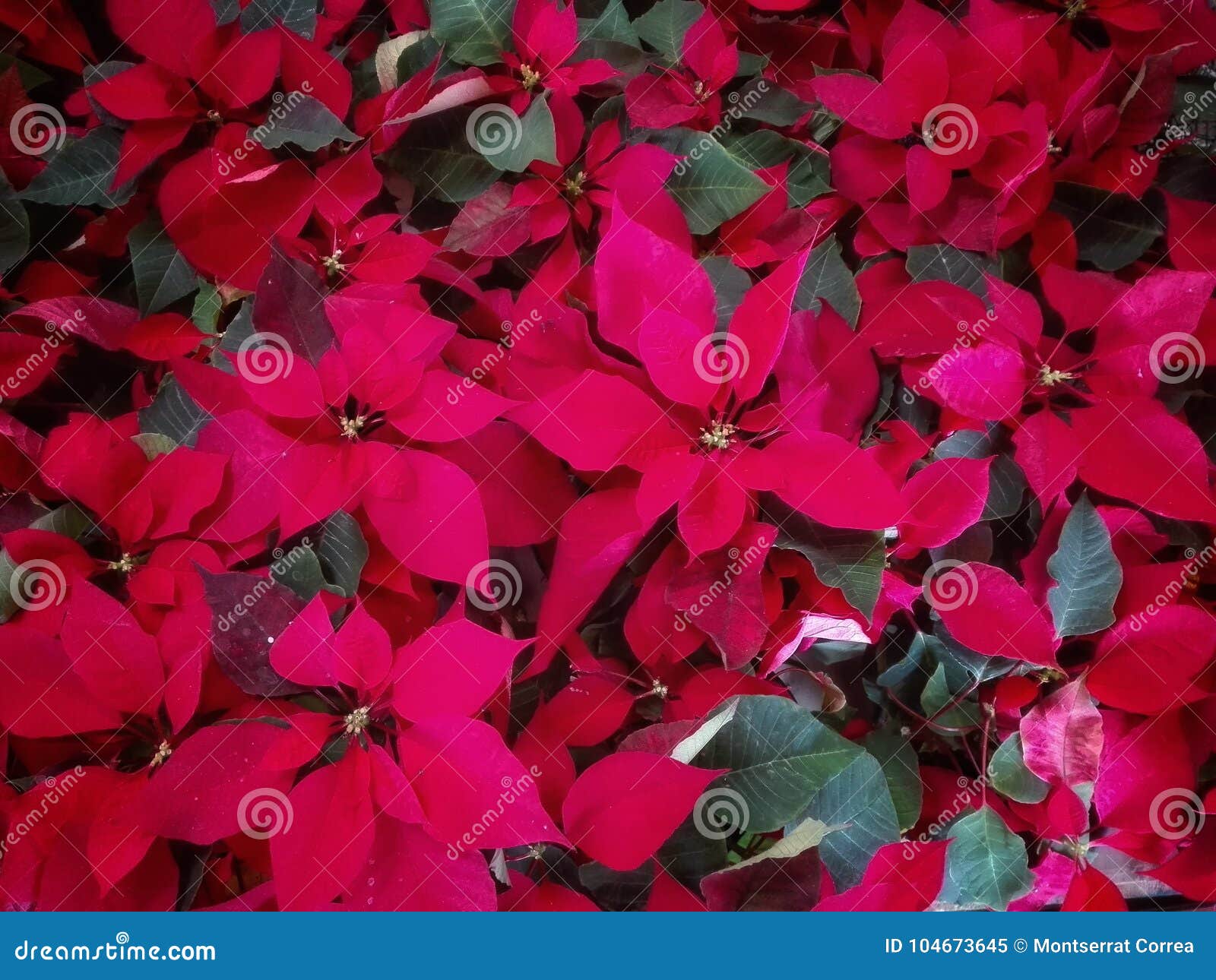 lot of red christmas flowers. nochebuenas.