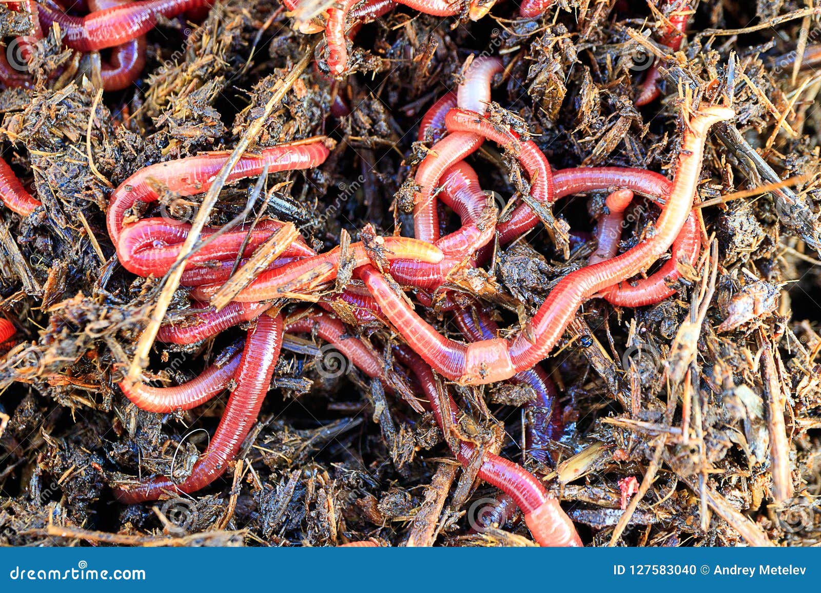 A Lot of Red Worms Striped for Fishing Outdoors Stock Photo - Image of  biology, education: 127583040