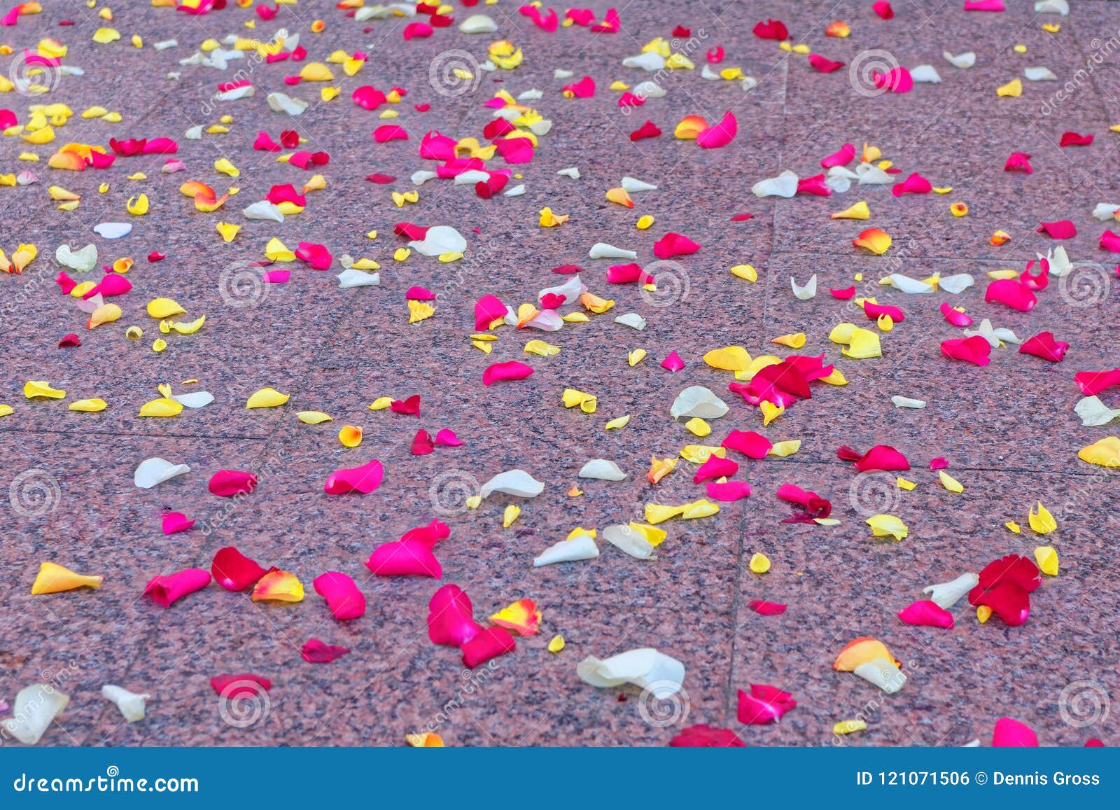 Rose Petals Scattered on the Floor Stock Photo Image of chillout, light 121071506