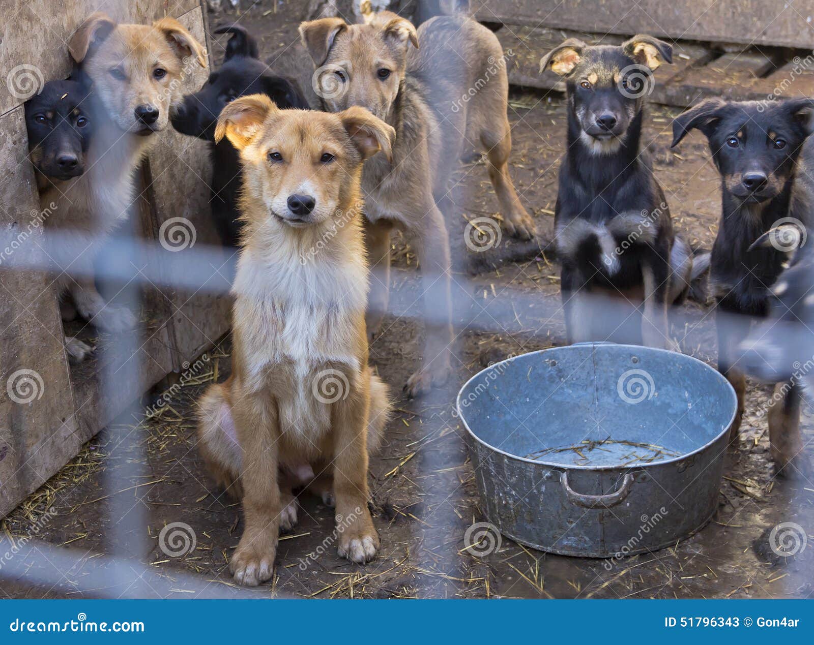 A Lot Of Sad Puppies Behind Bars At The Shelter. Stock Photo - Image: 51796343
