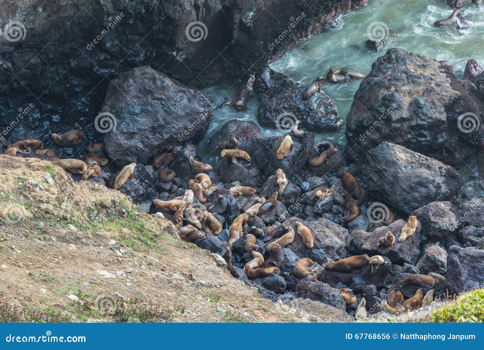 A Lot Of Sea Lion On In Sea Lion Cave, Oregon Coast,OR,usa ...