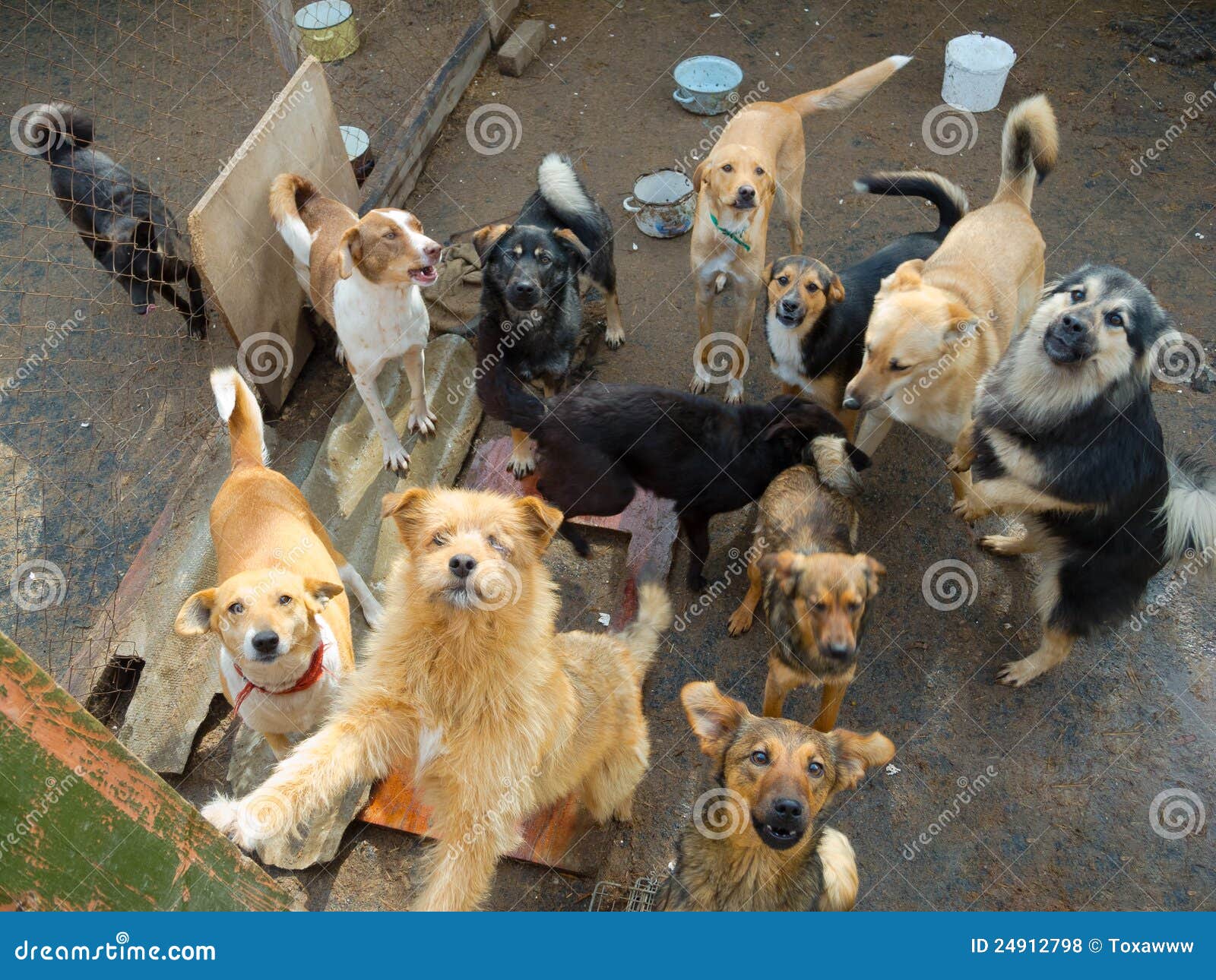 A Lot Of Stray Dogs Royalty Free Stock Photos Image 