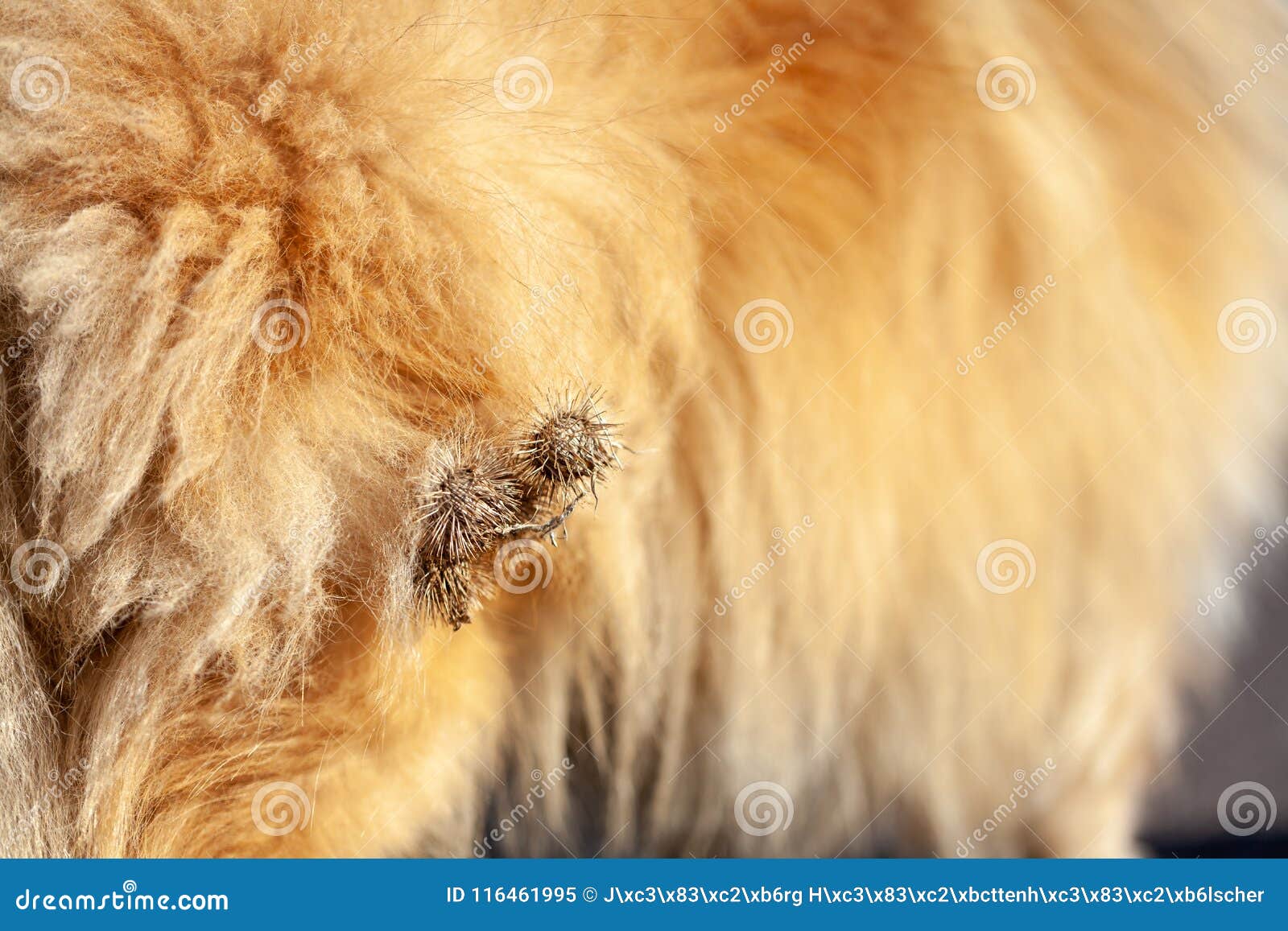 Burr Animal Fur Photos Free & RoyaltyFree Stock Photos from Dreamstime