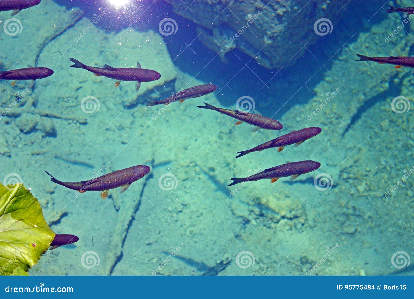 Beautiful Aquarium Crystal Water Small Fish Stock Photo 1172520121
