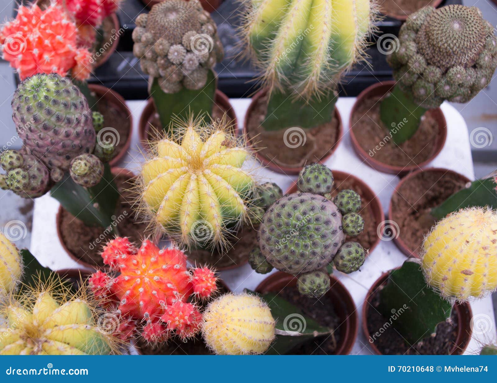 A lot of various cactuses stock photo. Image of nature - 70210648