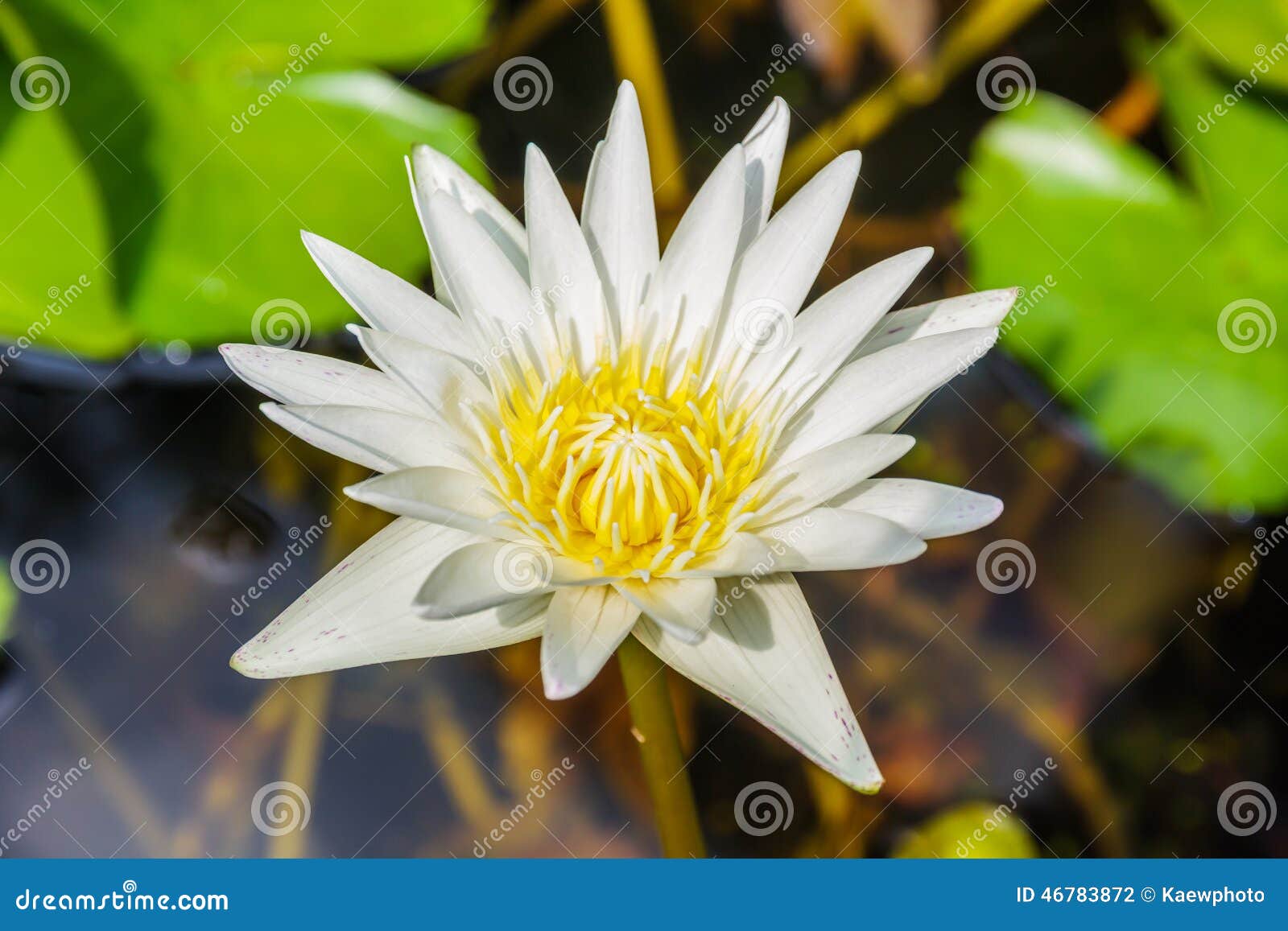 Nymphaea Rustica - Bianca - Pygmaea Alba - Azienda Agricola Tesi Fabio - Foto 12