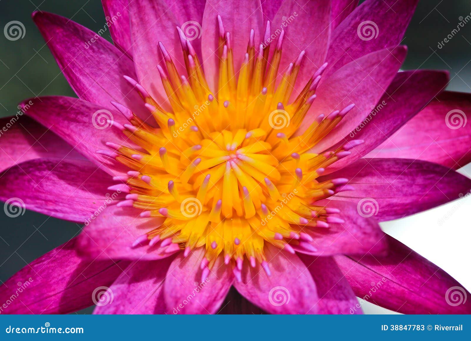 Loto rosado. Lotus en el parque en Bangkok, Tailandia