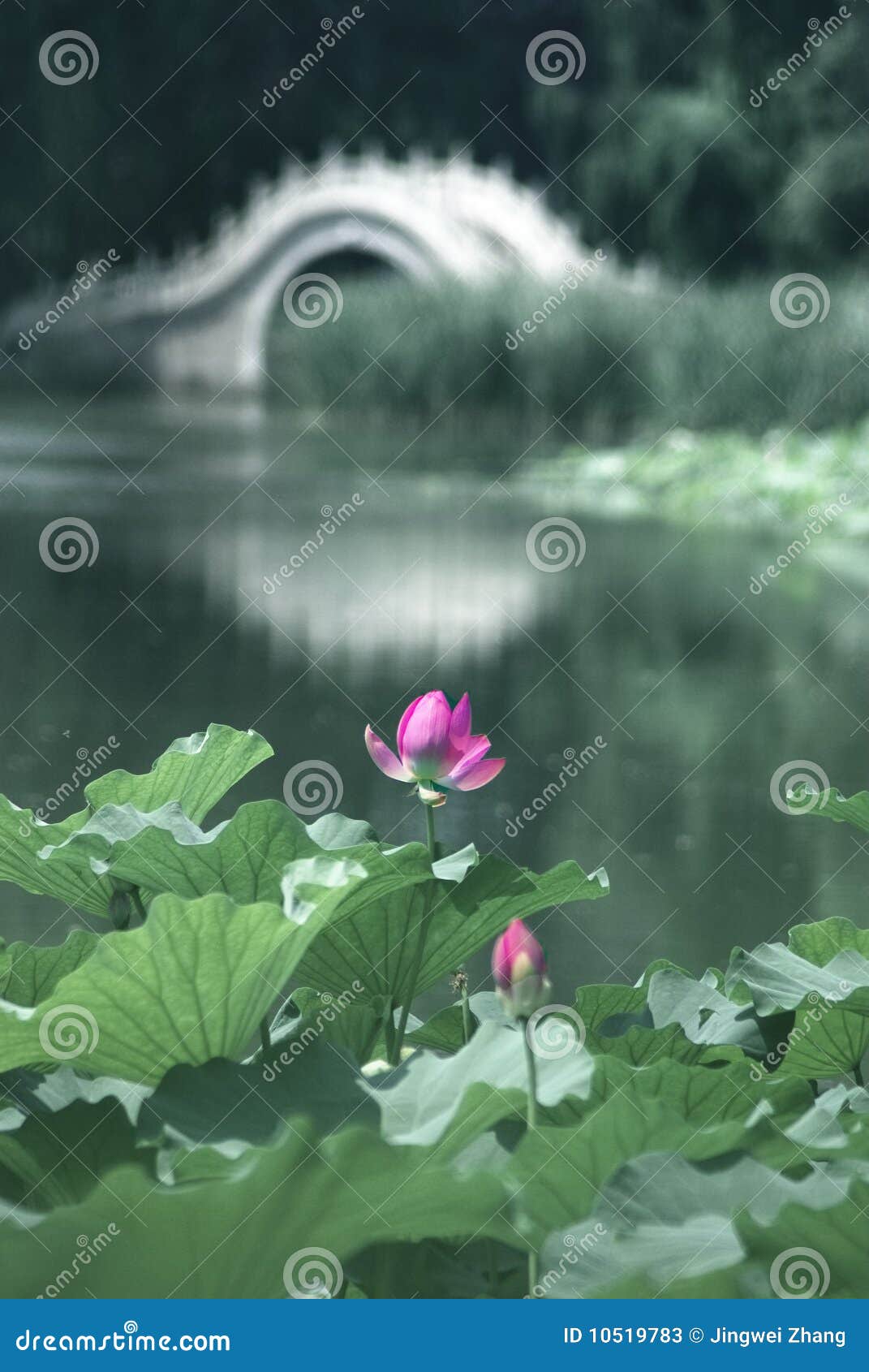 Lotos und Brücke im Garten.