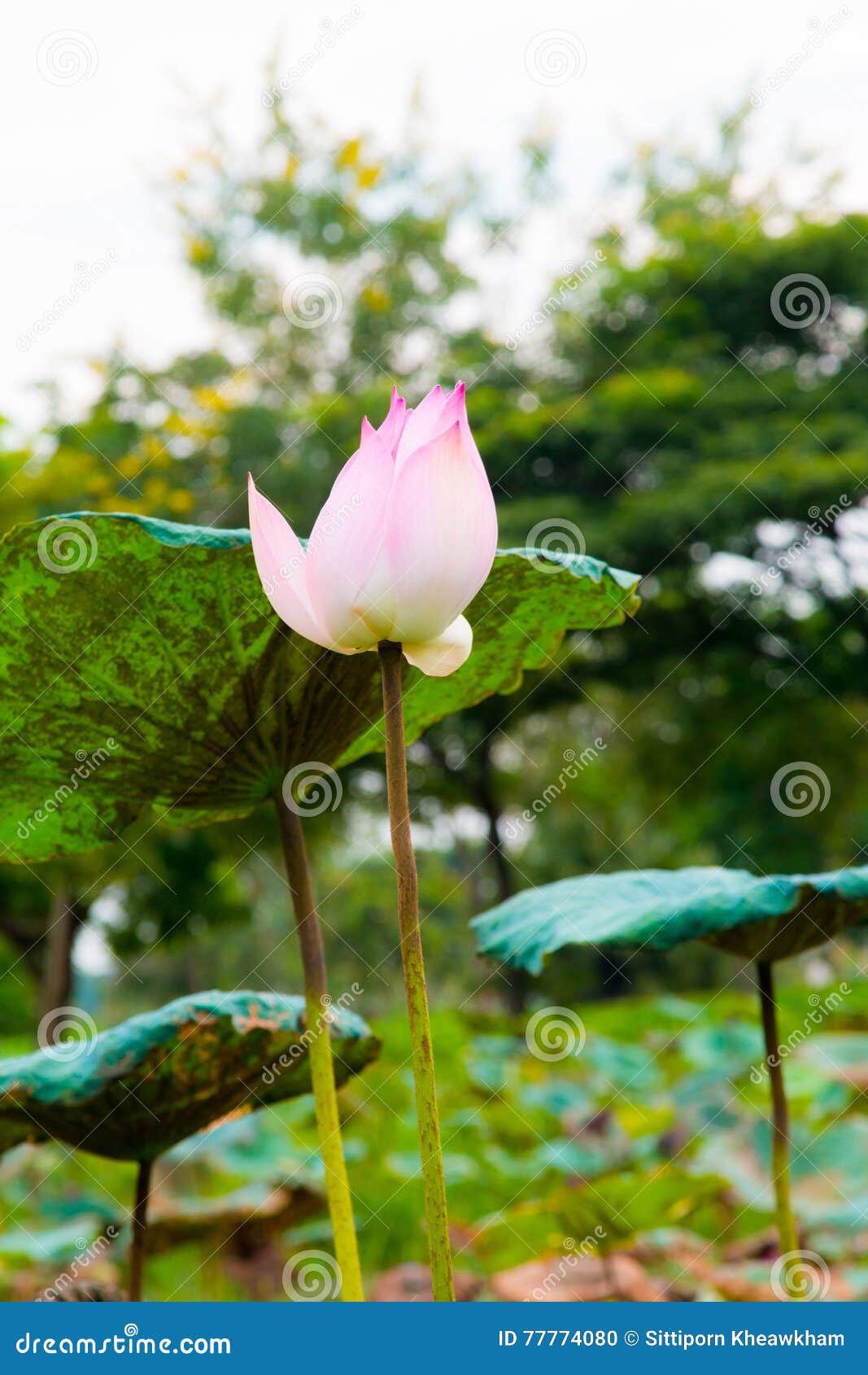 Lotosblume im Teich stockfoto. Bild von blume, orientalisch 77774080