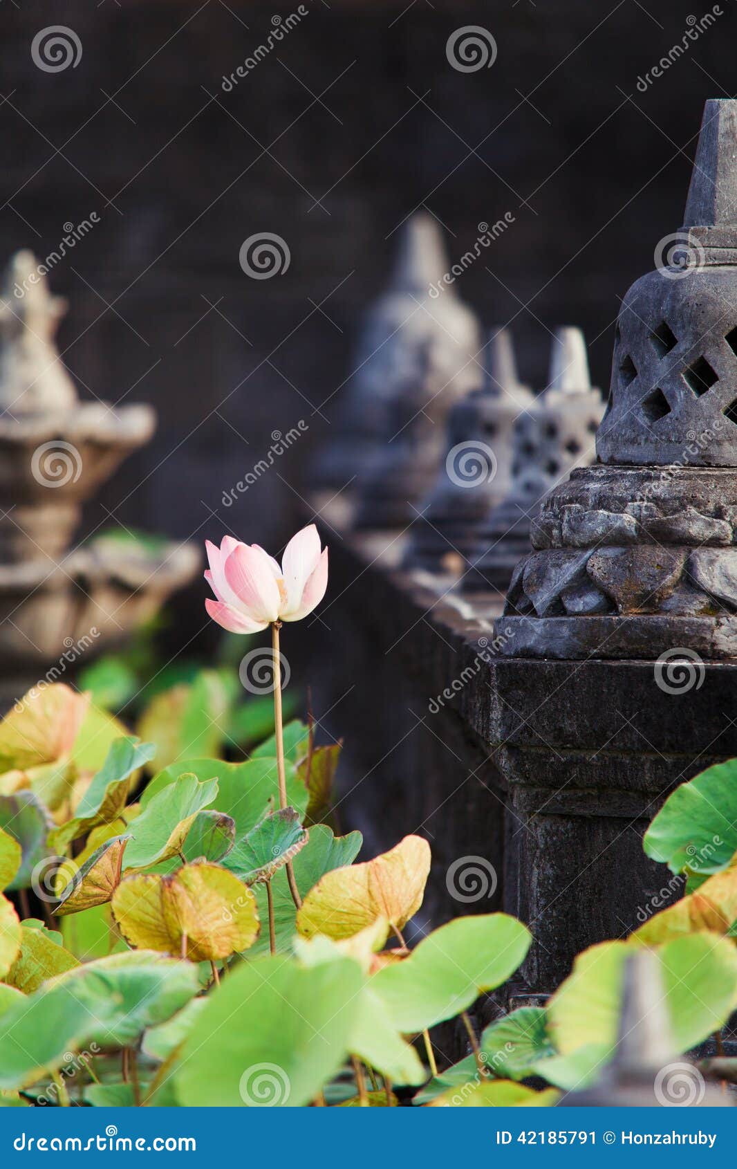 lotots flower in buddhist temple