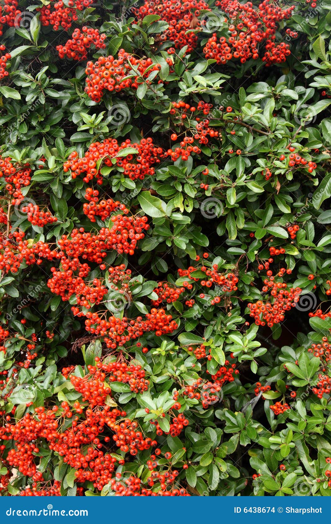 Lots of Autumn Season Wild Red Berries. Stock Photo Image of bunch