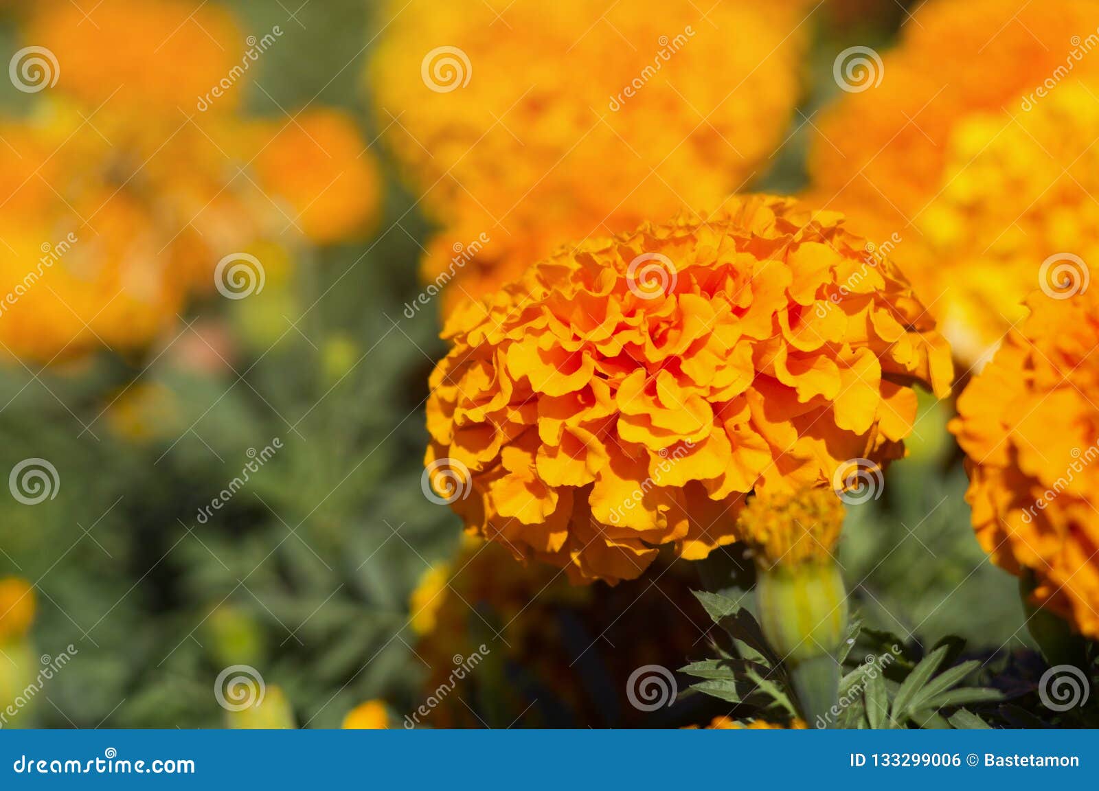 Marigolds stock photo. Image of flora, colorful, african - 133299006