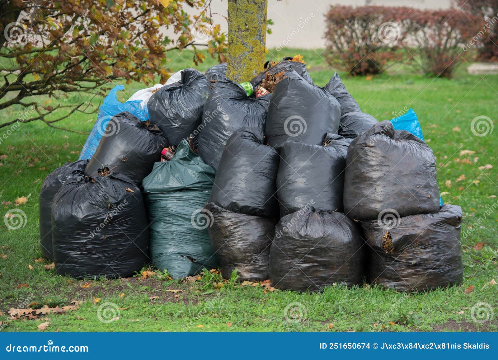 Lots of Black Trash Bags with Autumn Leaves in Them Around a Tree