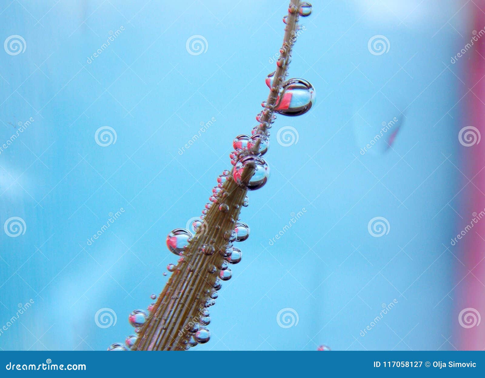 Bubbles on the plant stock image. Image of lots, small 117058127