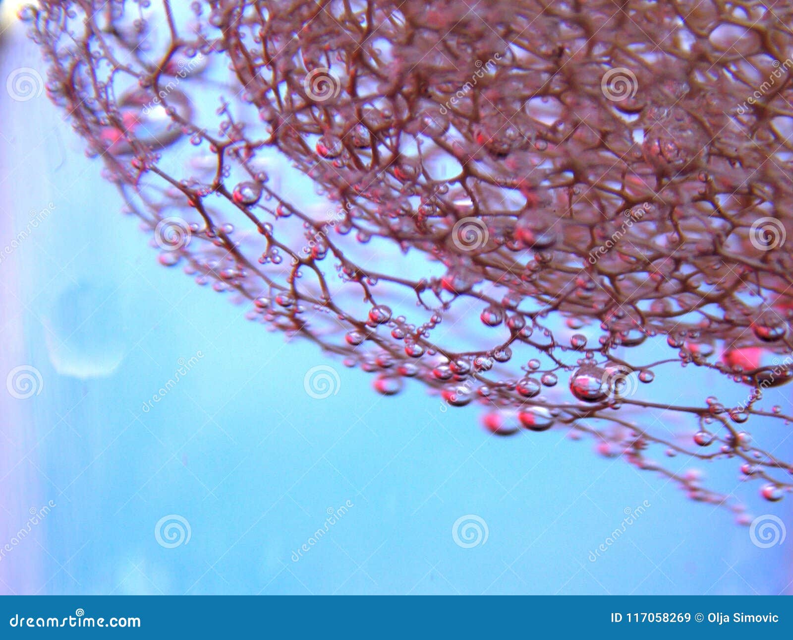 Bubbles on the plant stock image. Image of bubbles, nature 117058269