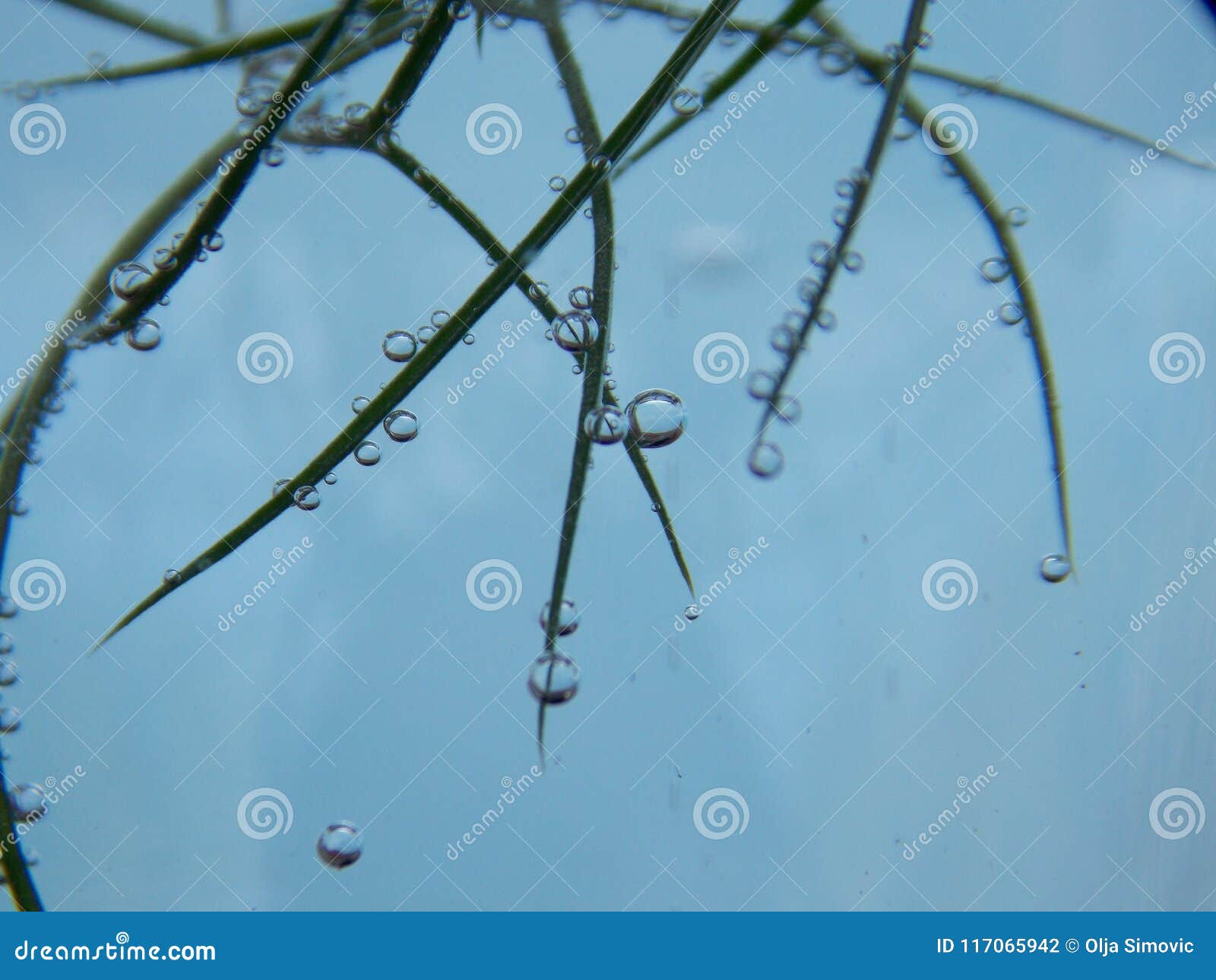 Bubbles on the plant stock photo. Image of small, plant 117065942