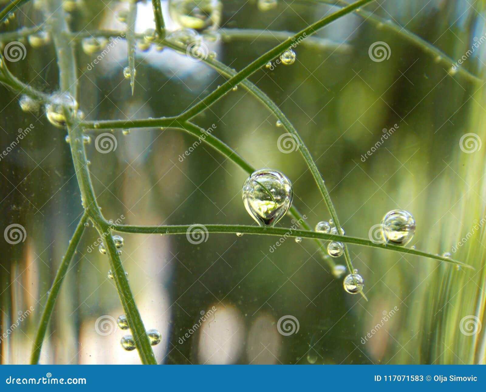 Bubbles on the plant stock image. Image of plants, color 117071583