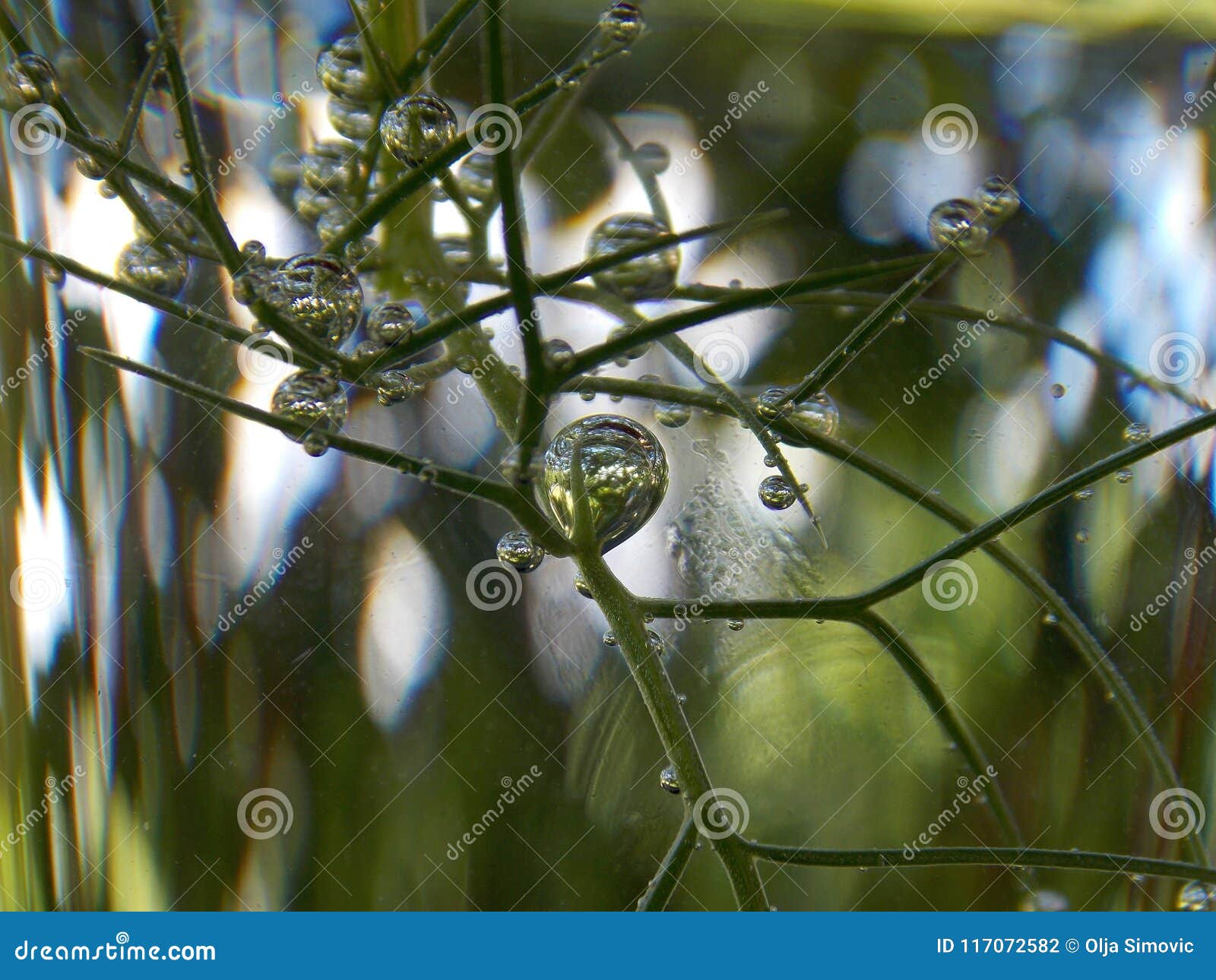 Bubbles on the plant stock photo. Image of little, nature 117072582