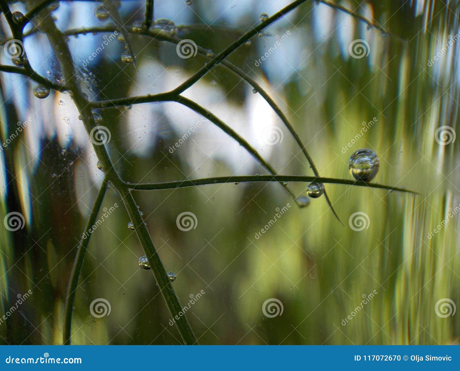 Bubbles on the plant stock photo. Image of color, small 117072670