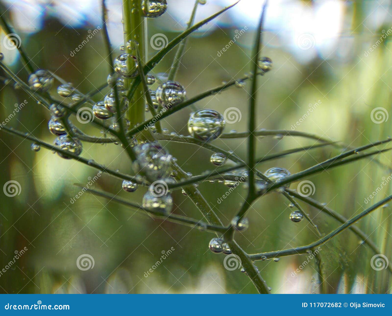 Bubbles on the plant stock photo. Image of color, plant 117072682