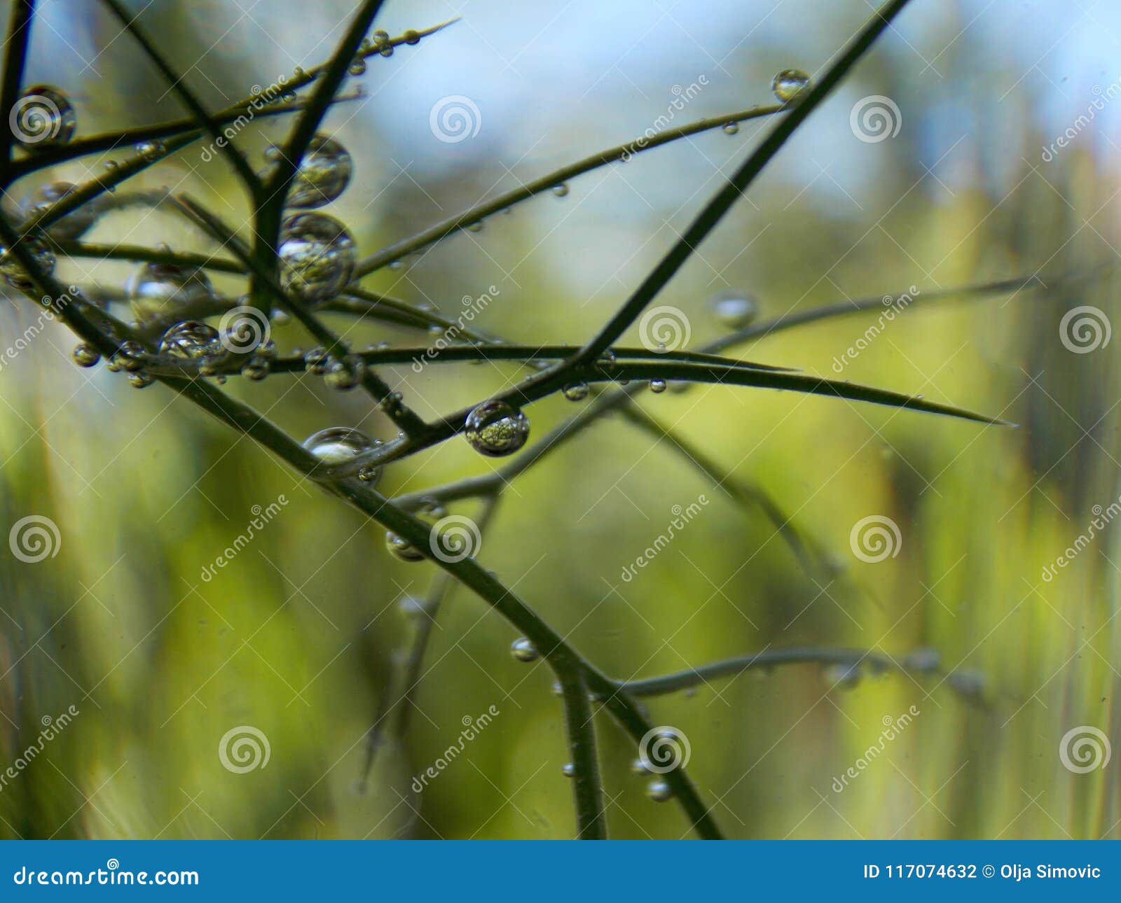 Bubbles on the plant stock photo. Image of plant, color 117074632