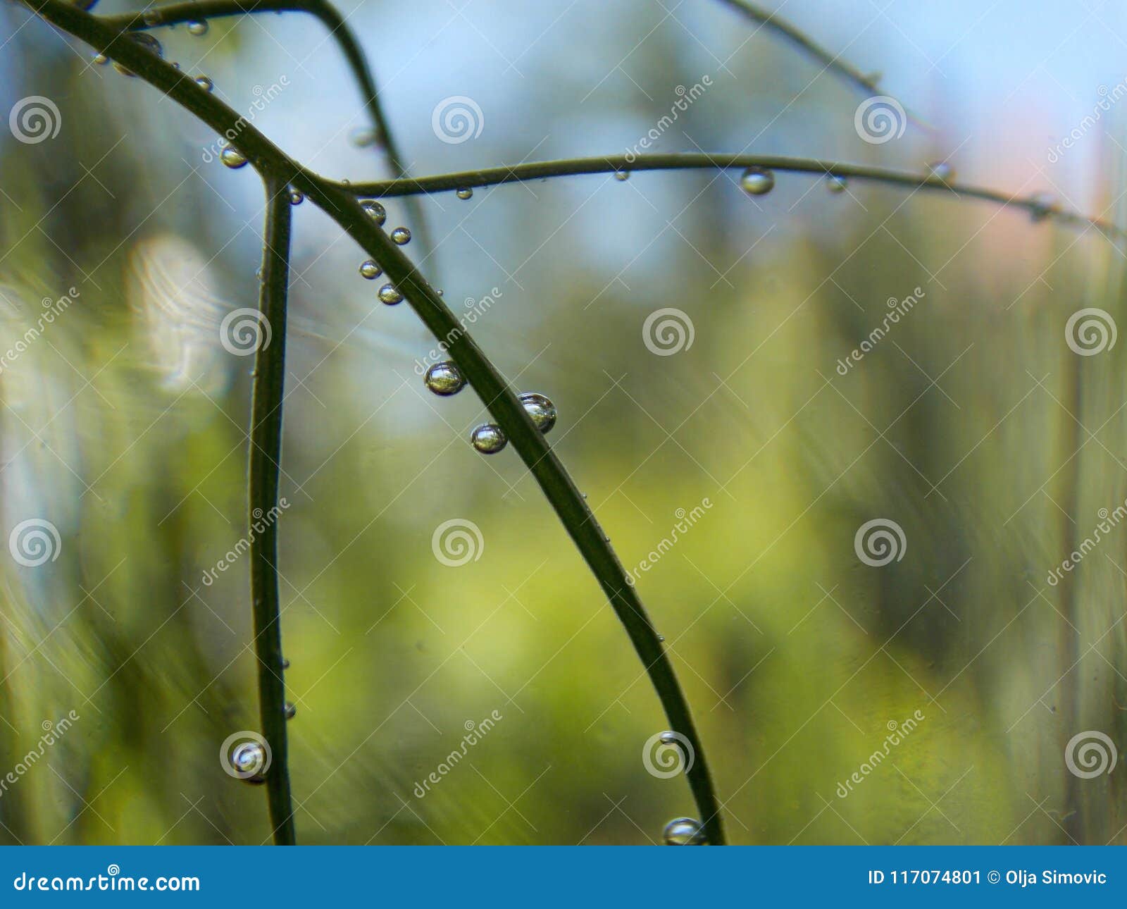 Bubbles on the plant stock image. Image of small, little 117074801