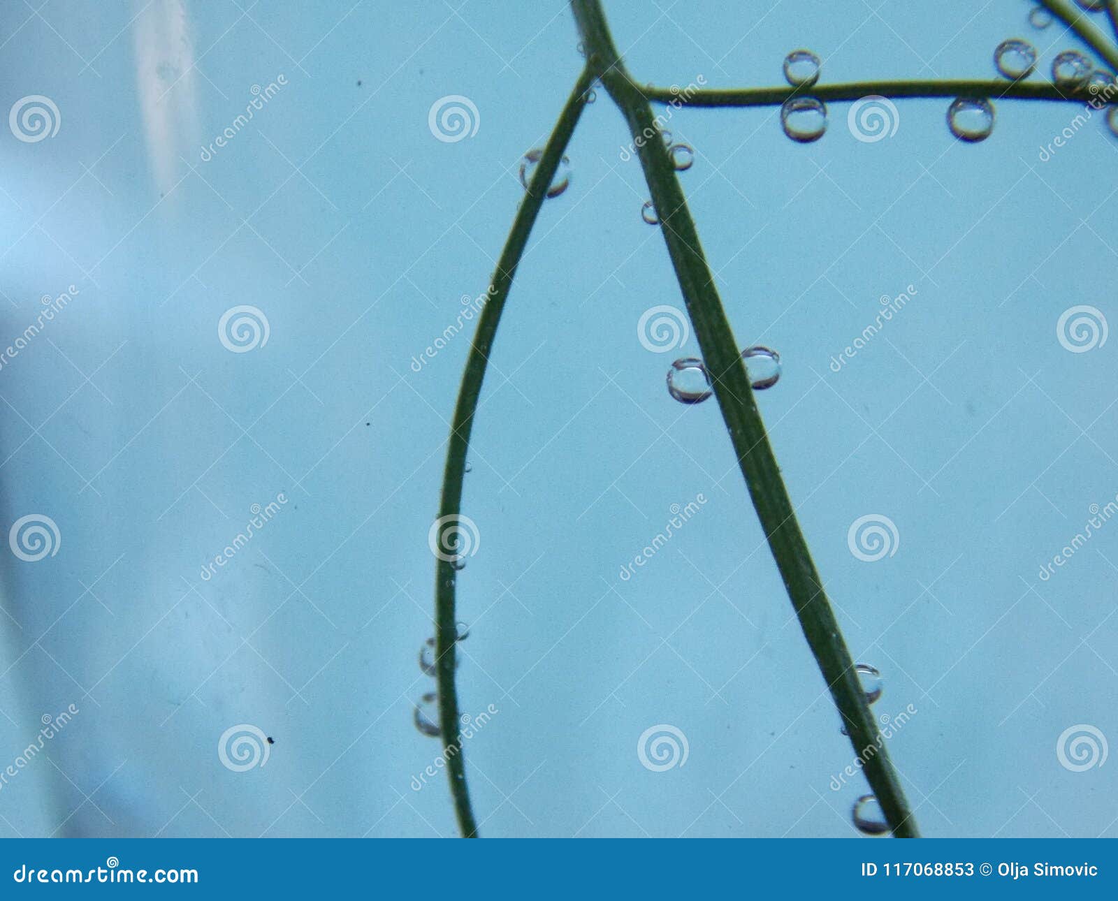 Bubbles on the plant stock image. Image of blue, plant 117068853