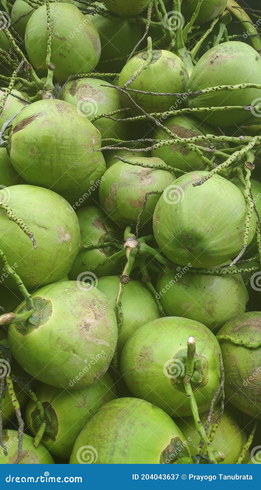 Lots of coconut at market stock image. Image of coconut 204043637