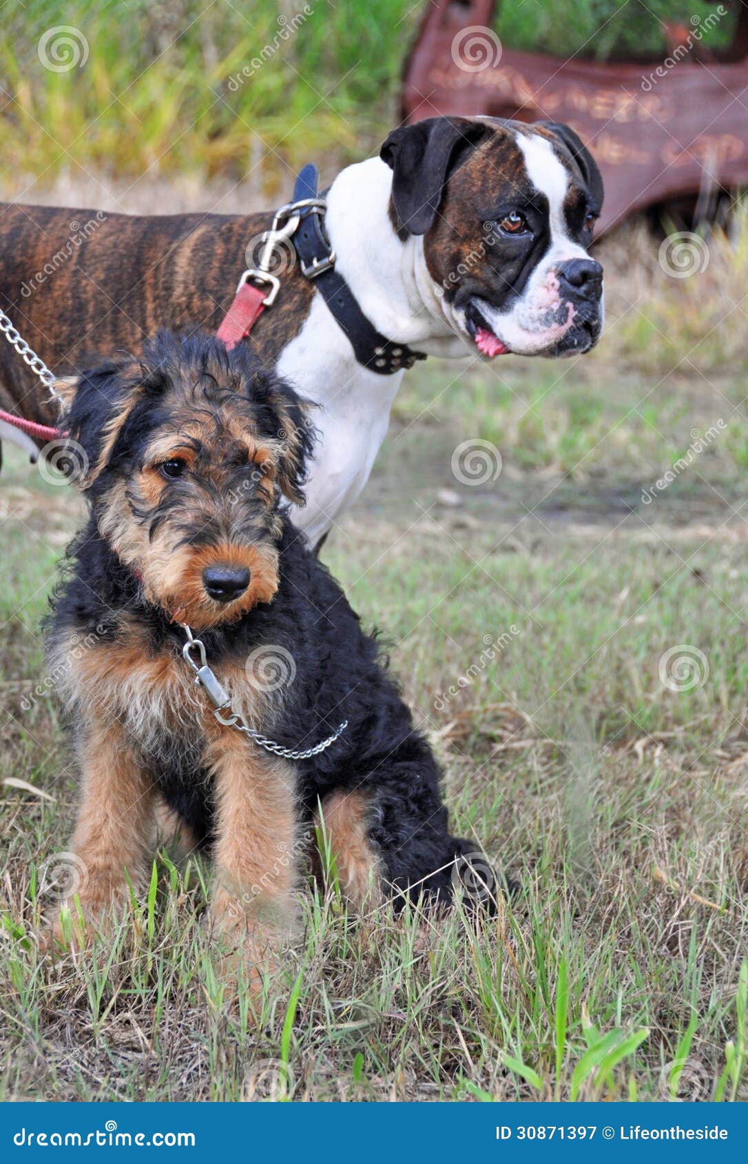 can a airedale terrier and a great dane be friends