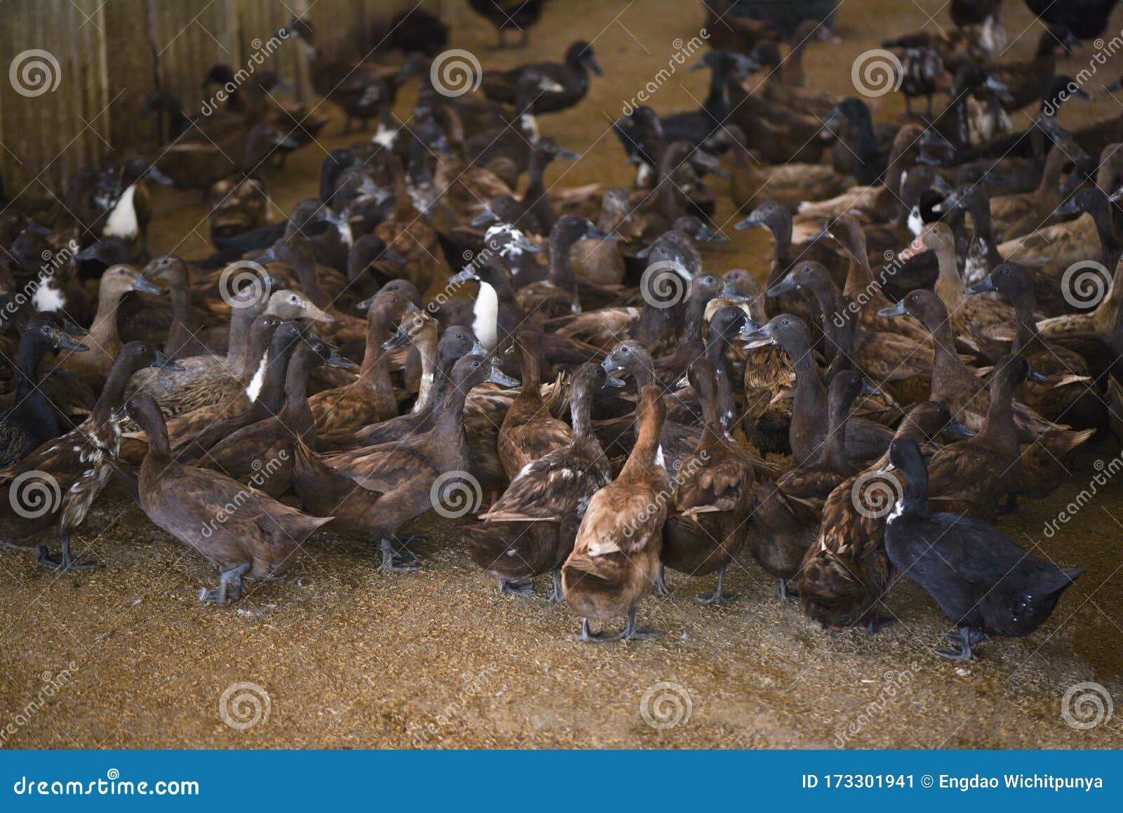 Lots of Duck in Local Farm for Duck Egg Production Brown Ducks Farm Stock Image Image of